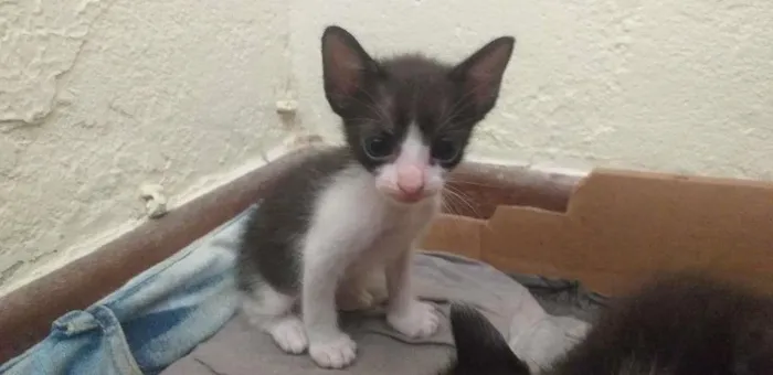 Gato ra a Mestiço Angorá idade Abaixo de 2 meses nome Maria