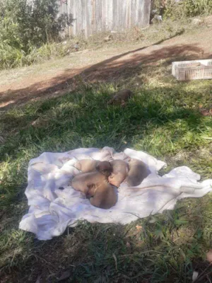 Cachorro raça Cen raca idade Abaixo de 2 meses nome Cem raca