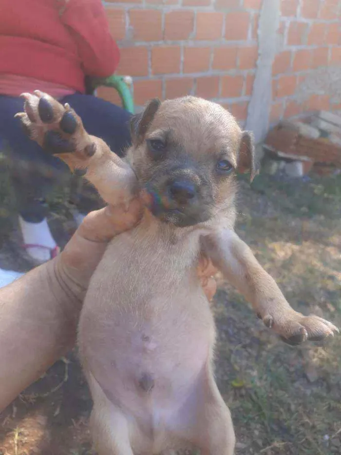 Cachorro raça Cen raca idade Abaixo de 2 meses nome Cem raca