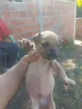 Cem raca