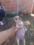Cem raca