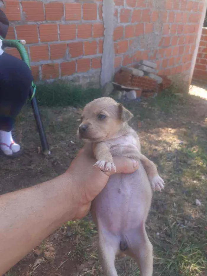 Cachorro raça Cen raca idade Abaixo de 2 meses nome Cem raca