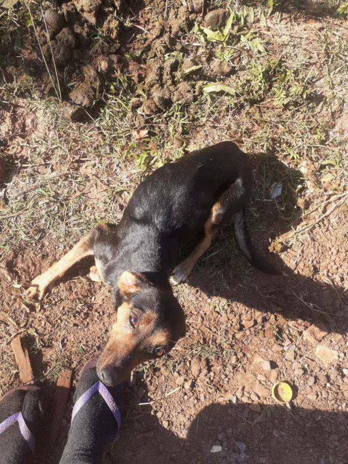 Cachorro raça Cen raca idade Abaixo de 2 meses nome Cem raca