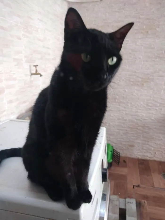 Gato ra a SRD-ViraLata idade 2 anos nome  Pepsi e Blackout