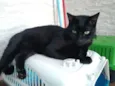 Pepsi e Blackout