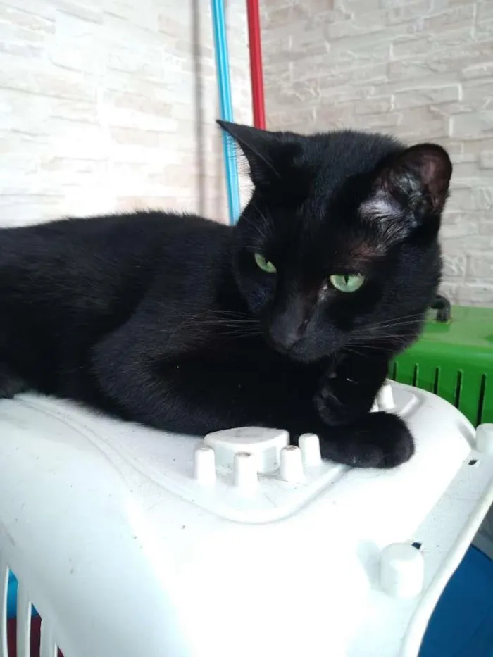 Gato ra a SRD-ViraLata idade 2 anos nome  Pepsi e Blackout