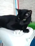 Pepsi e Blackout
