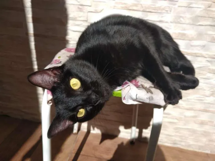Gato ra a SRD-ViraLata idade 2 anos nome  Pepsi e Blackout