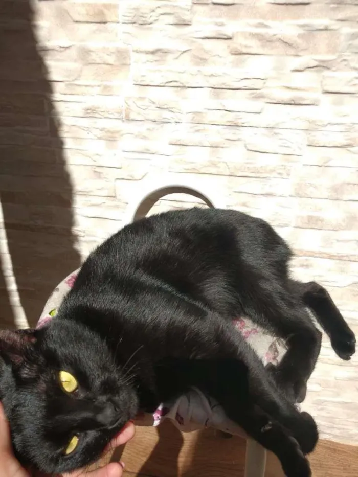 Gato ra a SRD-ViraLata idade 2 anos nome  Pepsi e Blackout