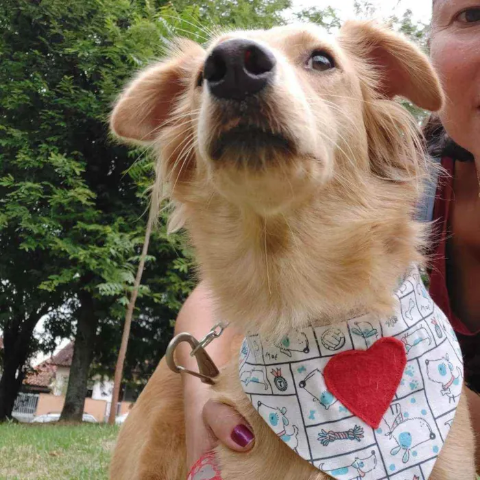 Cachorro ra a Srd idade 1 ano nome Princesa