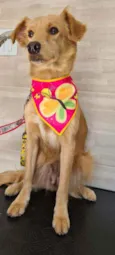 Princesa