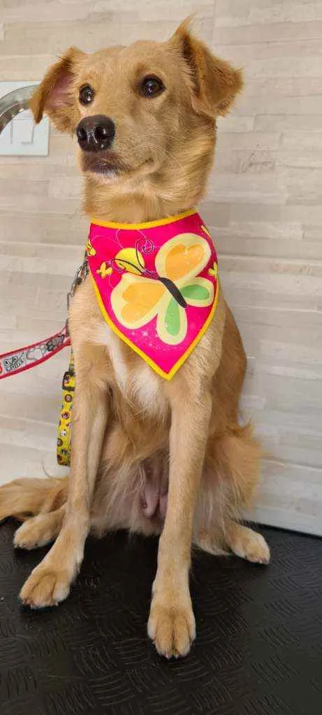 Cachorro ra a Srd idade 1 ano nome Princesa