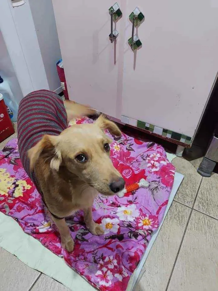 Cachorro ra a Srd idade 1 ano nome Princesa