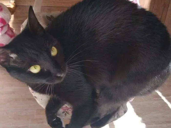Gato ra a SRD-ViraLata idade 2 anos nome  Pepsi e Blackout
