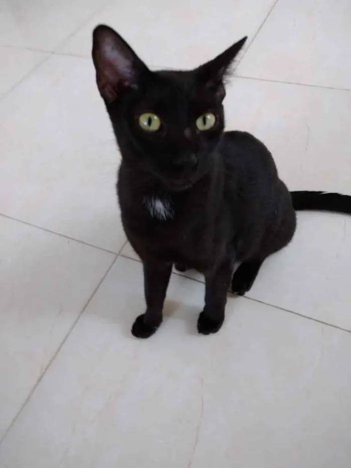 Gato raça Srd idade 7 a 11 meses nome Amanda lindíssima 