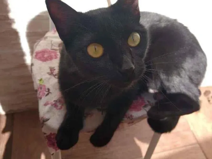 Gato ra a SRD-ViraLata idade 2 anos nome  Pepsi e Blackout
