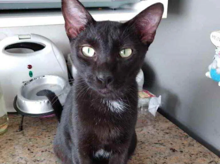 Gato raça Srd idade 7 a 11 meses nome Amanda lindíssima 