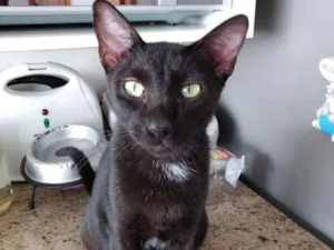 Gato raça Srd idade 7 a 11 meses nome Amanda lindíssima 