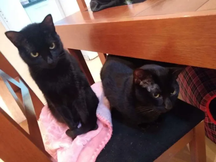 Gato ra a SRD-ViraLata idade 2 anos nome  Pepsi e Blackout
