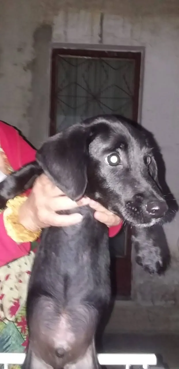 Cachorro ra a SRD idade 2 a 6 meses nome Simbad
