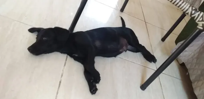 Cachorro ra a SRD idade 2 a 6 meses nome Simbad