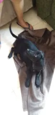 Simbad