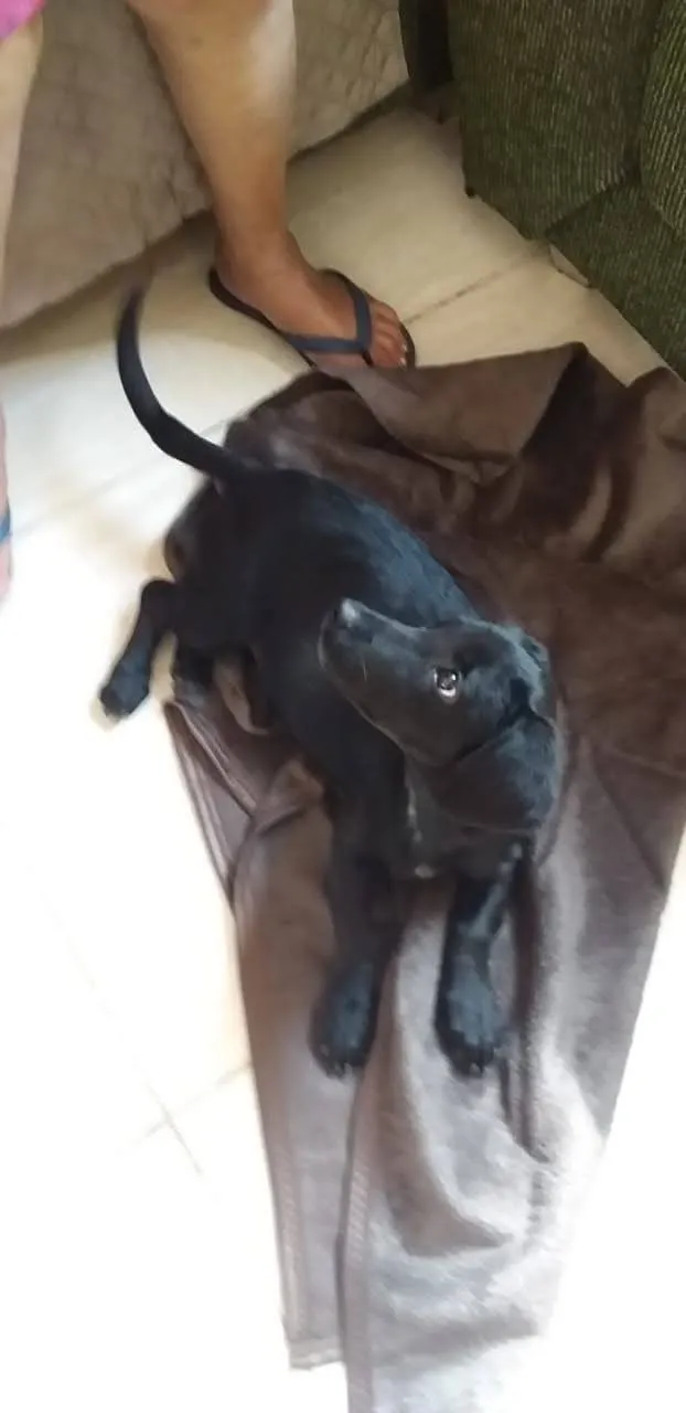 Cachorro ra a SRD idade 2 a 6 meses nome Simbad