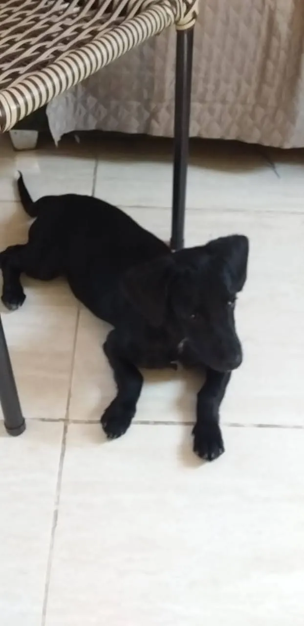 Cachorro ra a SRD idade 2 a 6 meses nome Simbad