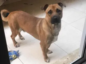 Cachorro raça Sem raça definida  idade 1 ano nome Billy 