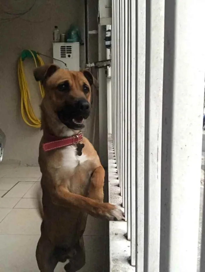 Cachorro ra a Sem raça definida  idade 1 ano nome Billy 