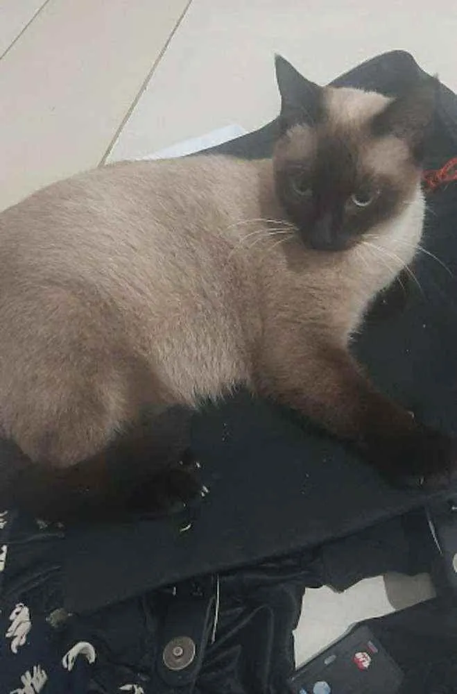 Gato ra a SRD idade 1 ano nome Frederica