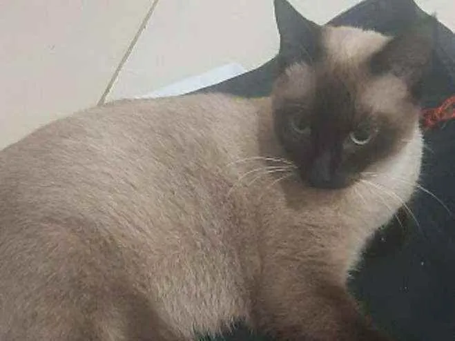 Gato ra a SRD idade 1 ano nome Frederica
