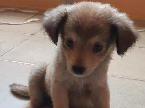 Cachorro ra a Vira lata idade Abaixo de 2 meses nome Chocolate
