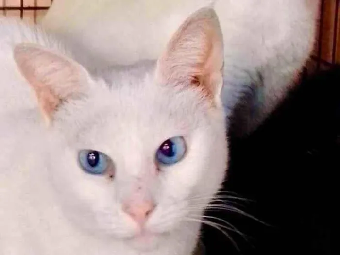 Cachorro raça Srd idade 7 a 11 meses nome Luna e Beatriz 