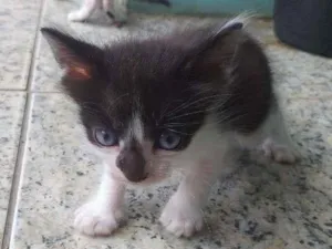 Gato raça Mestiço Angorá idade Abaixo de 2 meses nome Filhotes