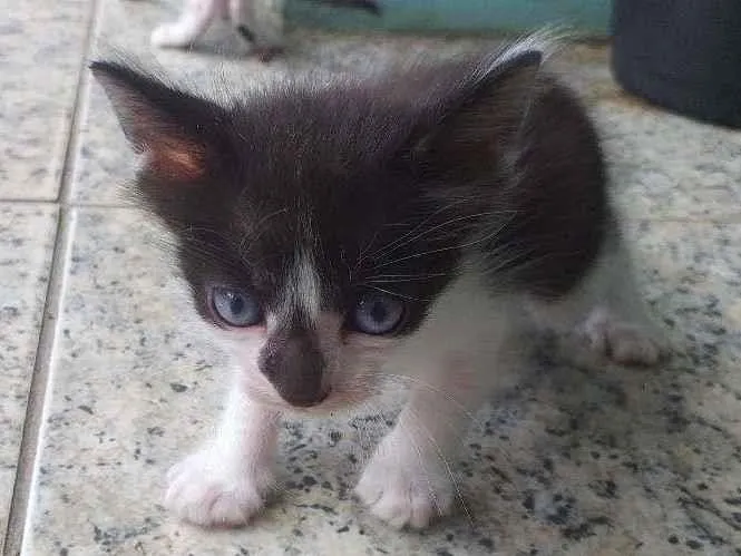 Gato ra a Mestiço Angorá idade Abaixo de 2 meses nome Filhotes