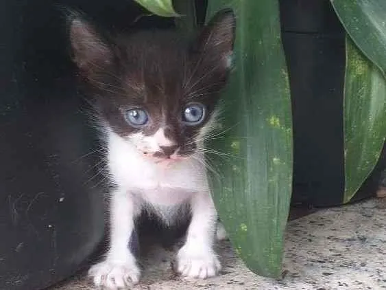 Gato ra a Mestiço Angorá idade Abaixo de 2 meses nome Belinha