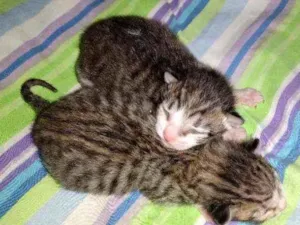 Gato raça Acho que Maine coon, não tenho idade Abaixo de 2 meses nome Ariel