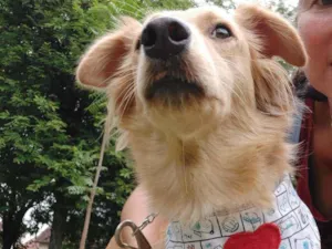 Cachorro raça Srd idade 1 ano nome Princesa