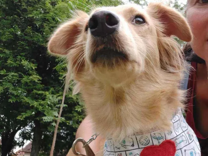 Cachorro ra a Srd idade 1 ano nome Princesa