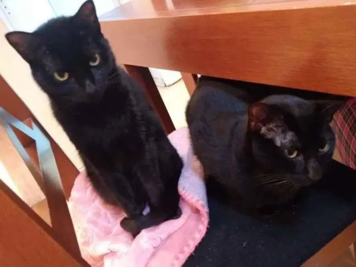 Gato ra a SRD-ViraLata idade 2 anos nome  Pepsi e Blackout
