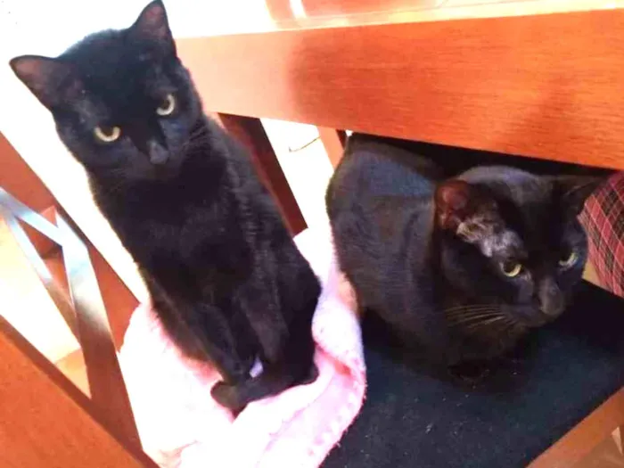 Gato ra a SRD-ViraLata idade 2 anos nome  Pepsi e Blackout