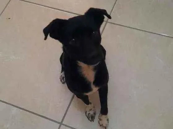 Cachorro ra a  idade  nome Não sei 