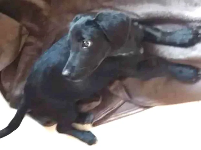Cachorro ra a SRD idade 2 a 6 meses nome Simbad