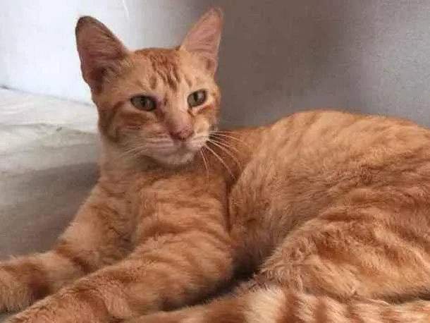 Gato raça SRD idade 1 ano nome Luther