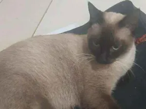 Gato raça SRD idade 1 ano nome Frederica