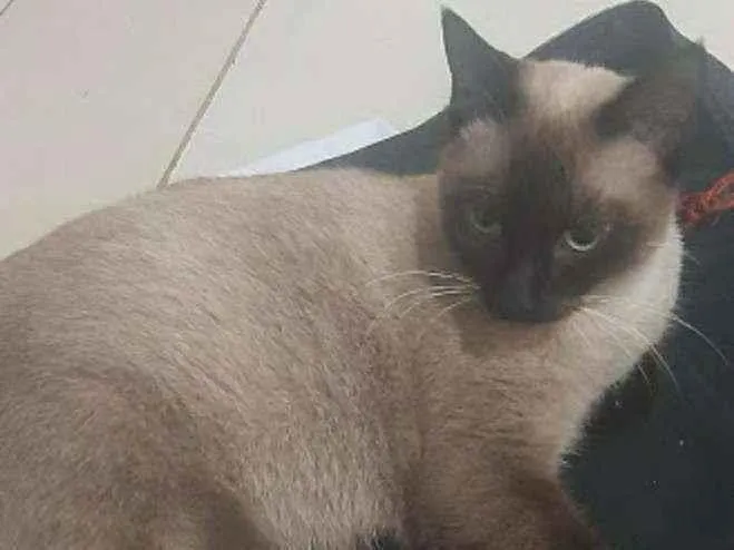 Gato ra a SRD idade 1 ano nome Frederica