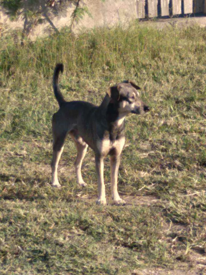 Cachorro ra a Srd idade 1 ano nome Juca