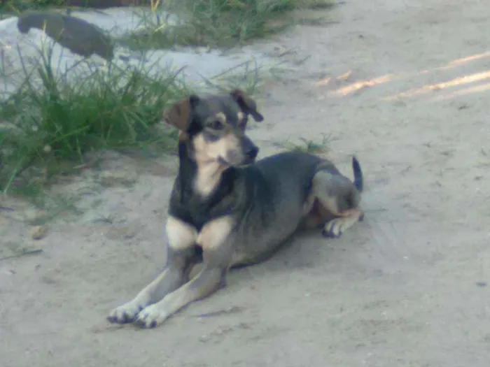 Cachorro ra a Srd idade 1 ano nome Juca