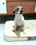 Cachorro raça  idade 2 a 6 meses nome Filhotes 